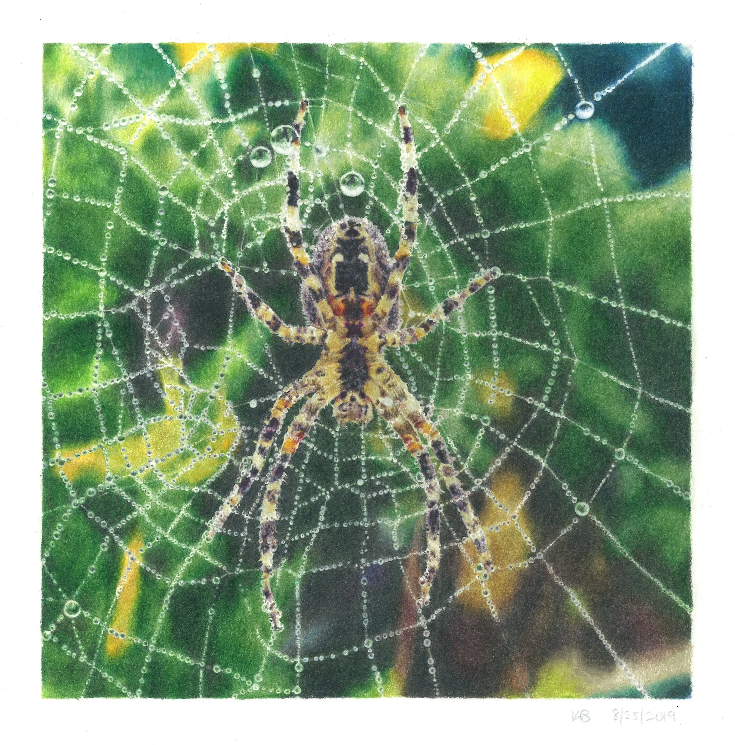 Dew Spider Colored Pencil Art Print one Fine Art Paper — KDB Art